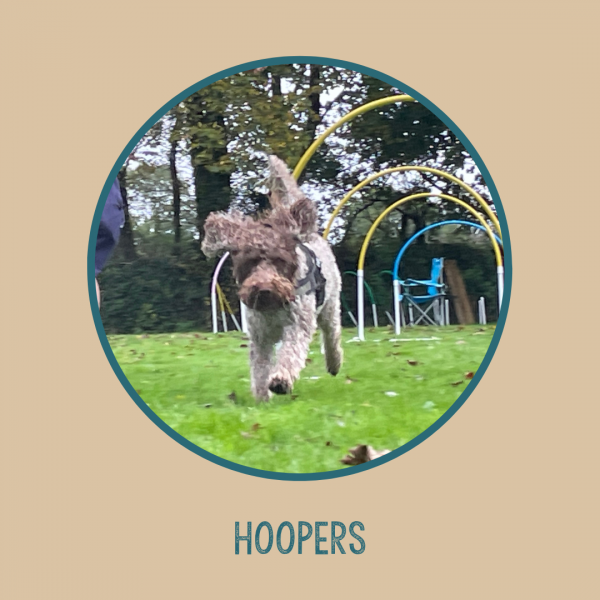 Introduction to Hoopers!