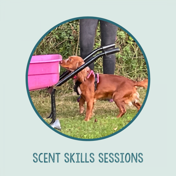 On the scent dog training cheap